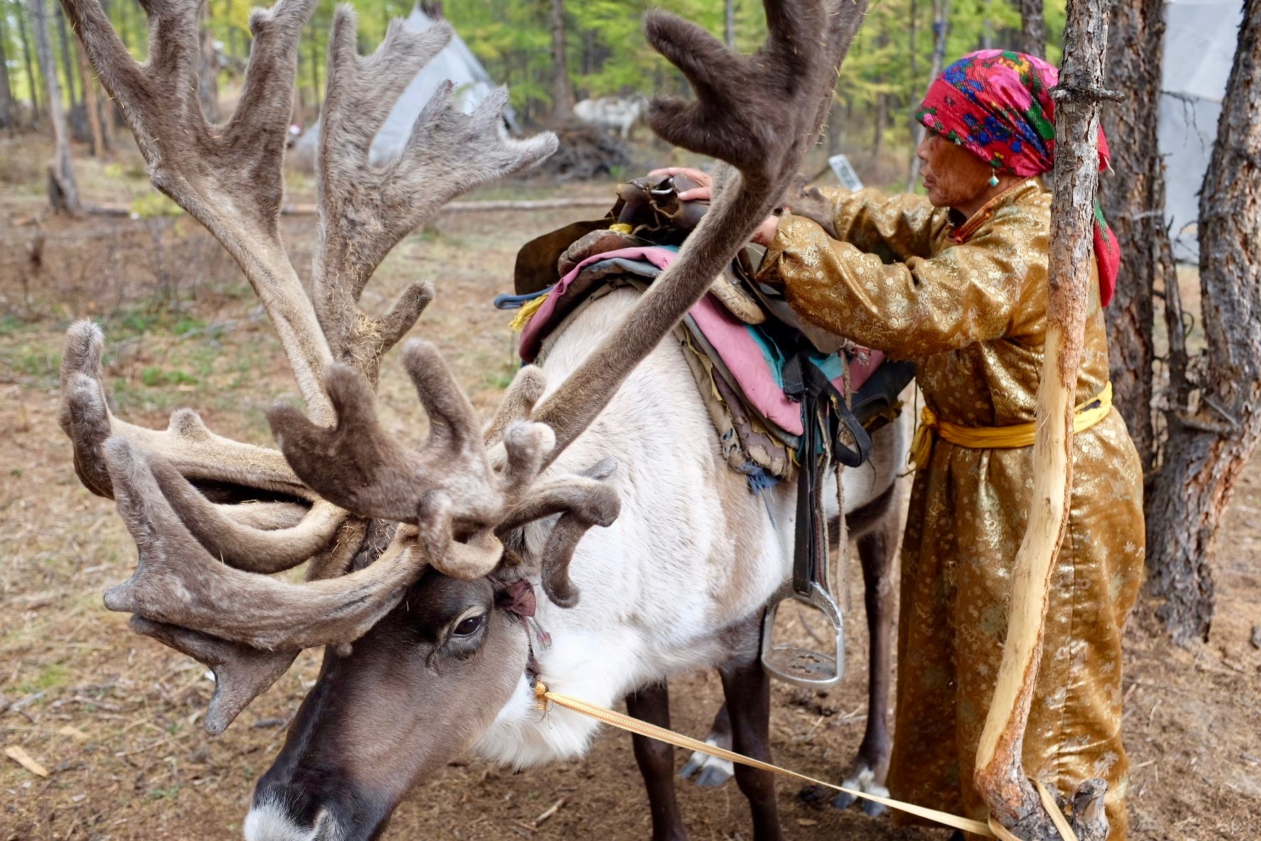 Reindeer herder saddling a large reindeer in Northern Mongolia on an Estancia Ranquilco horse pack trip
