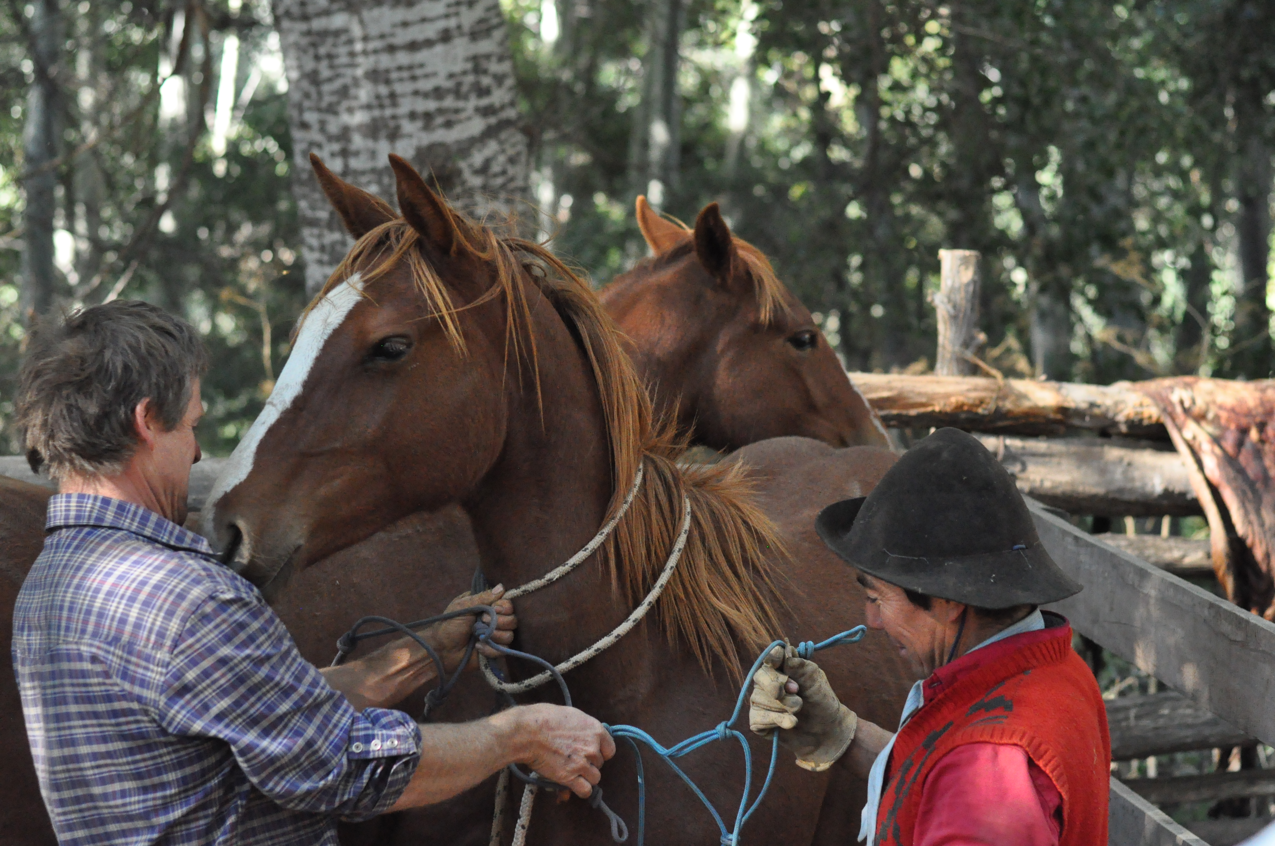 Gauchos haltering a young criollo horse at Estancia Ranquilco