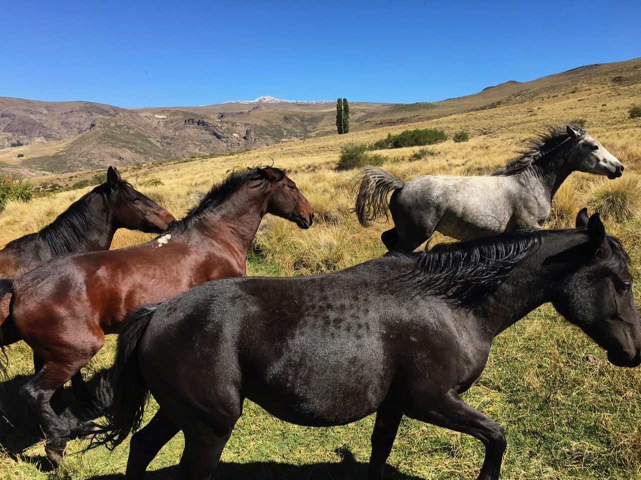 Criollo horses running through the pasture at Estancia Ranquilco in Patagonia Argentina