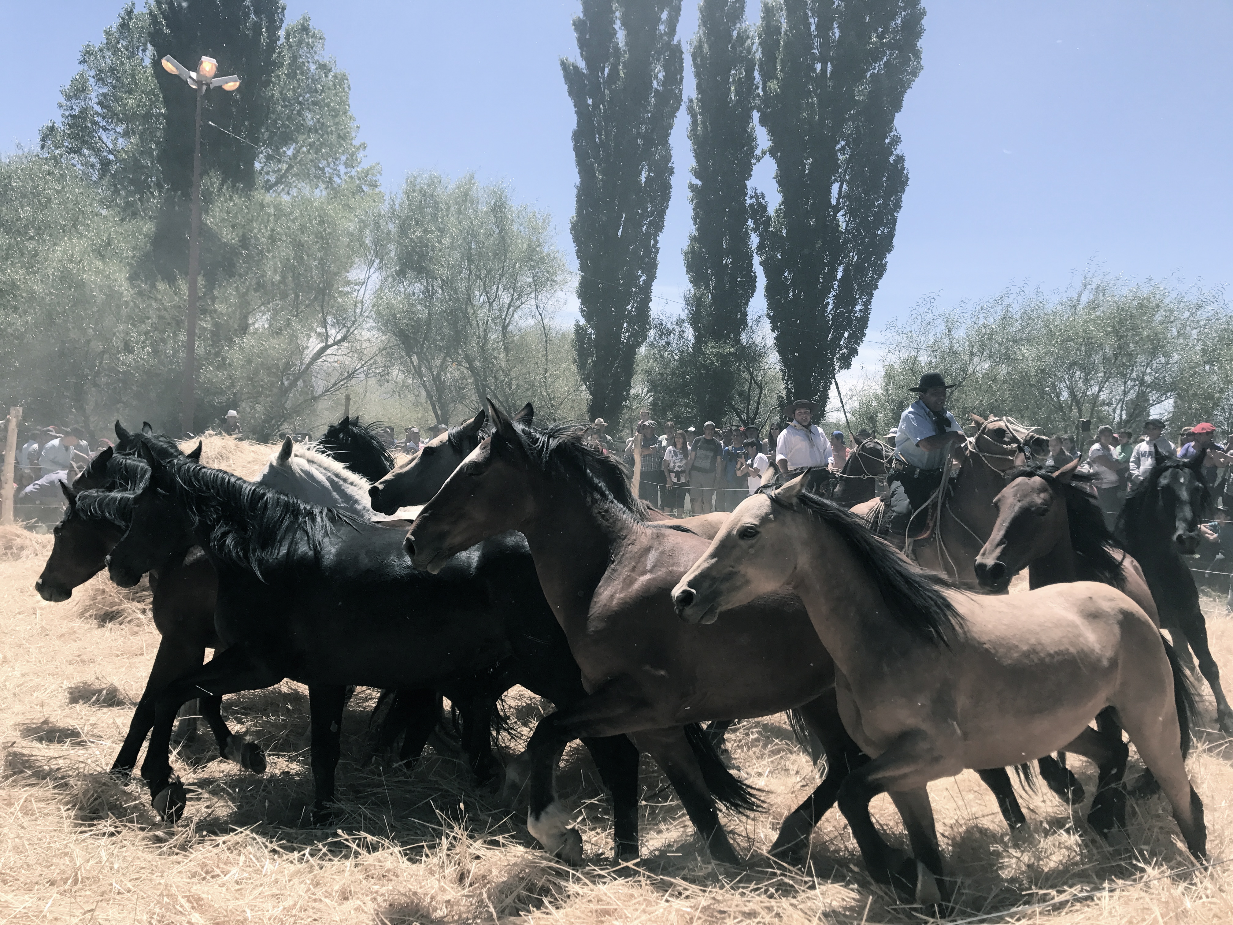 Gauchos using horses to trample wheat to separate the berries from the chaff