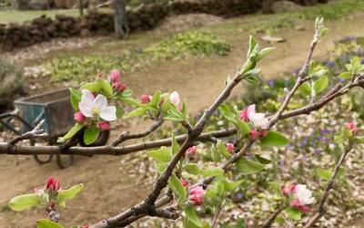 Apple blossoms begin to bloom in spring at Estancia Ranquilco