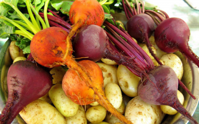 Freshly picked beets and potatoes from the organic garden at Estancia Ranquilco for farm-to-table food