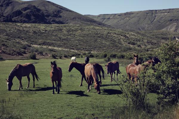 Argentine criollo horses grazing on the ranch