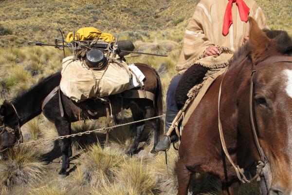 Argentine gaucho on horse leading his loaded pack mule