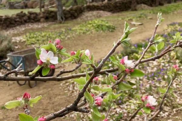 Apple blossoms begin to bloom in spring at Estancia Ranquilco