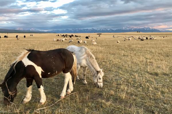 Horses and livestock grazing on the Mongolian steppe at sunset on an Estancia Ranquilco horse pack trip