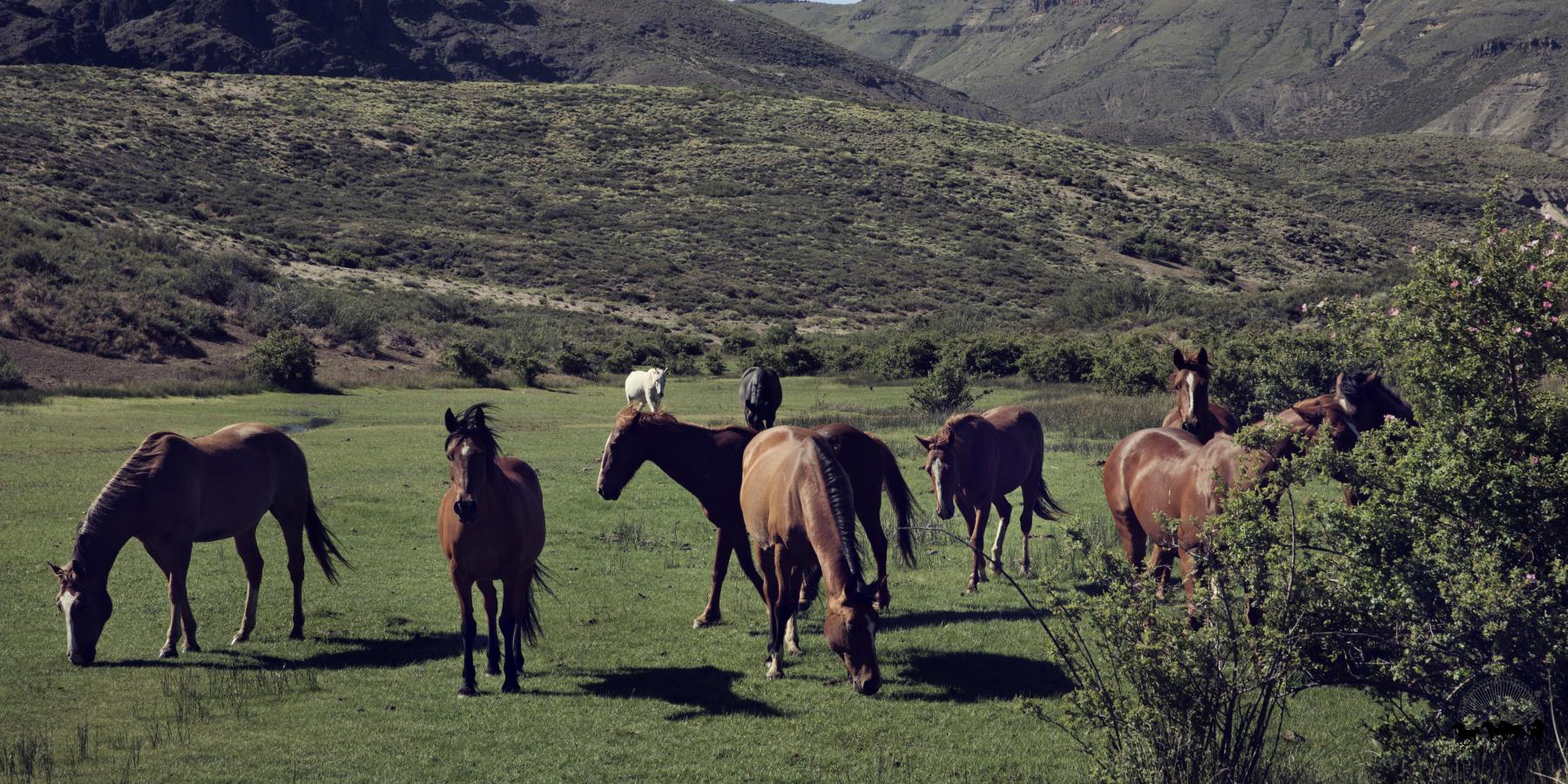 Argentine criollo horses grazing on the ranch