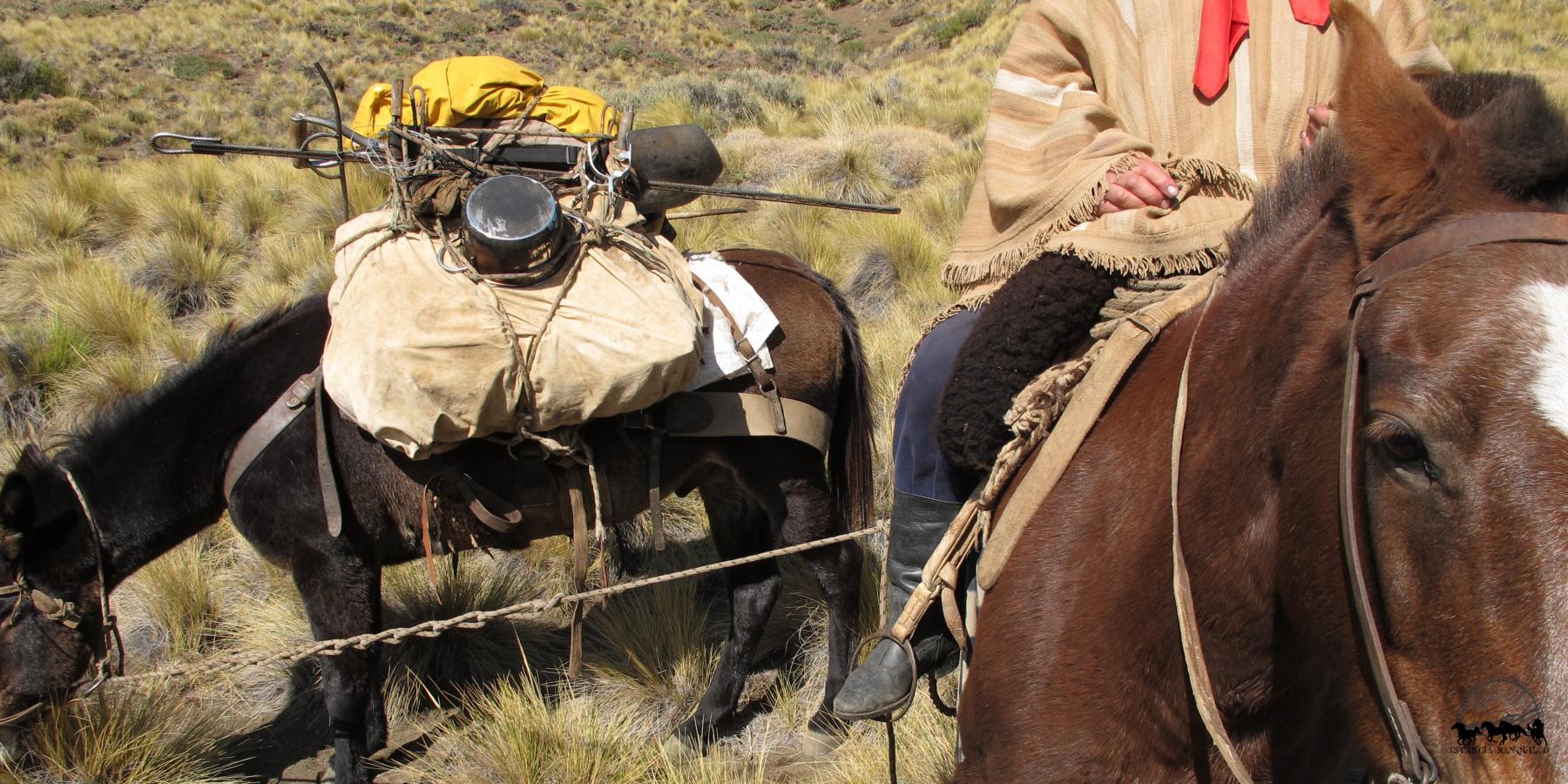 Argentine gaucho on horse leading his loaded pack mule