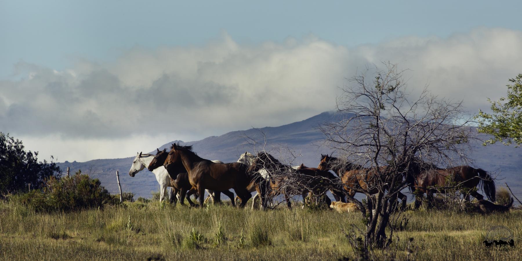 Criollo horses running through the pasture with mountains in the background