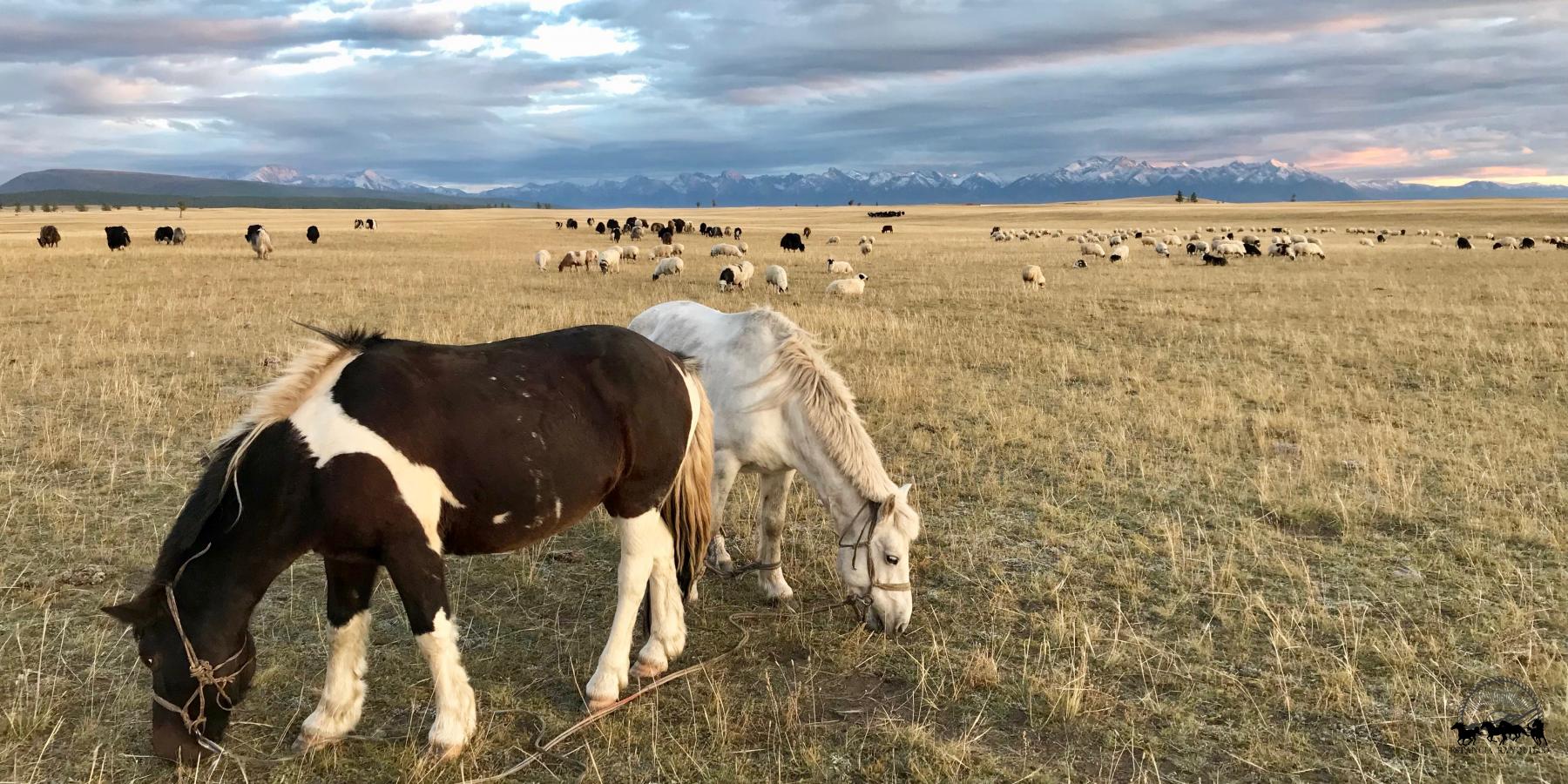Horses and livestock grazing on the Mongolian steppe at sunset on an Estancia Ranquilco horse pack trip
