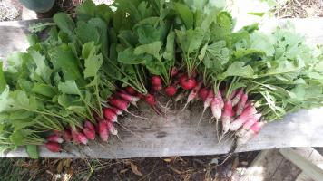 Radishes ready for farm to table salad at Estancia Ranquilco
