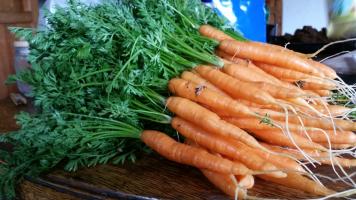 Delicious homegrown carrots grown in the Estancia Ranquilco garden