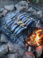 Cooking trout over the fire in Patagonia