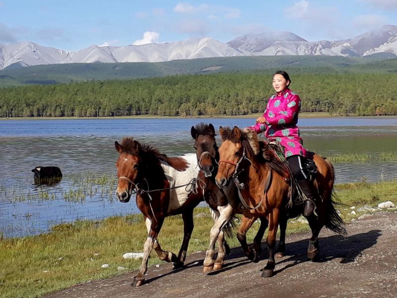 Mongolian woman leading horses against backdrop of snow capped mountains on trip in Mongolia led by Estancia Ranquilco