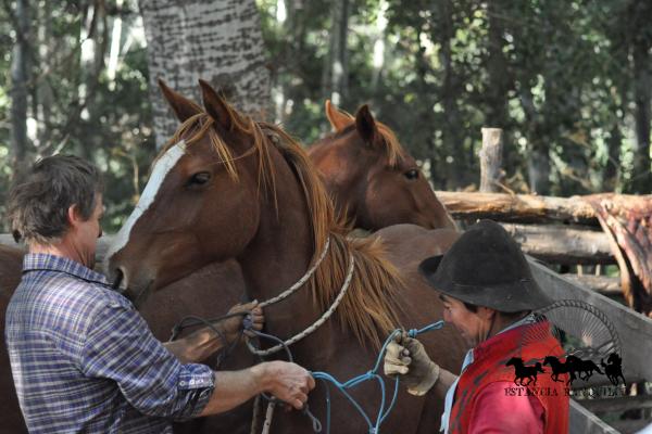 Criollo horses in Patagonia