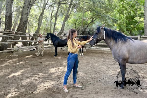 Cristo and Flor Scarpati teach a horsemanship clinic at Estancia Ranquilco
